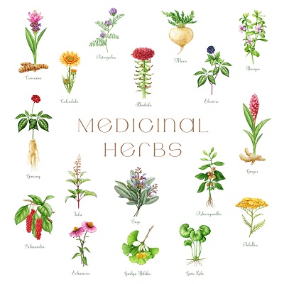 Getting Started with Medicinal Herbs