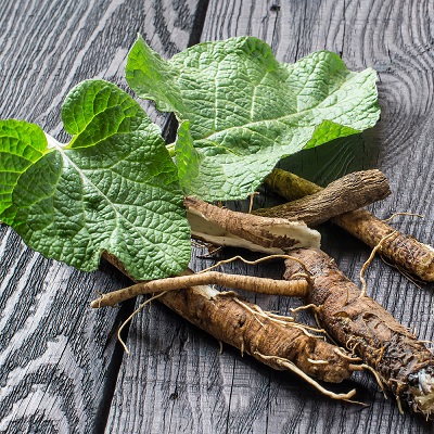 What is Burdock?